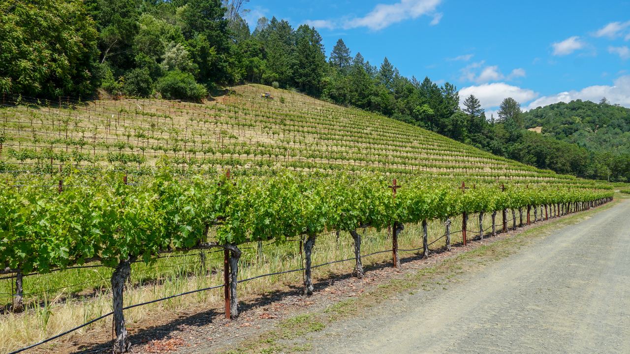 Vine rows on a wooded slope beside a gravel road in Napa Valley, California