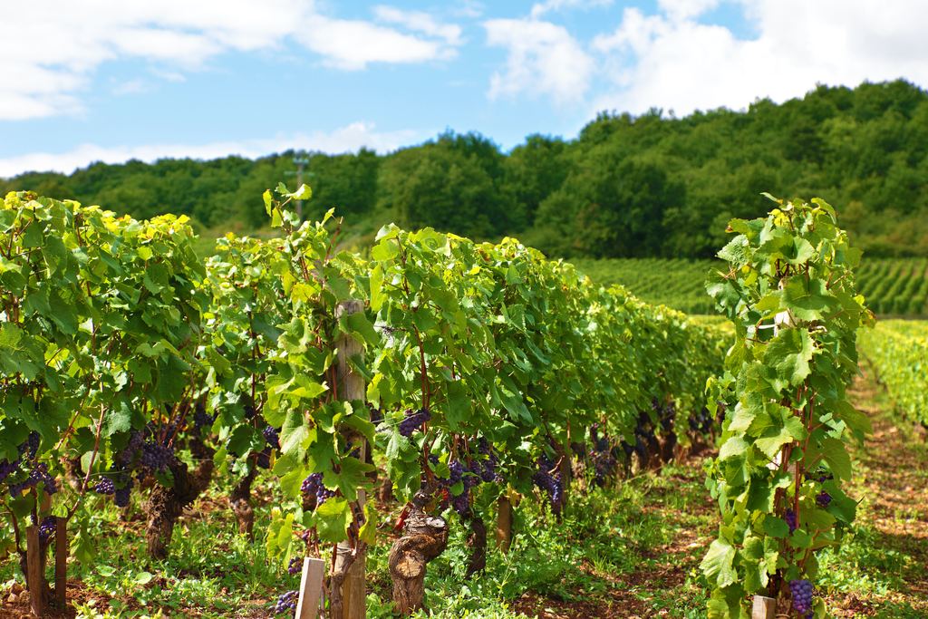 Vine rows with dark grapes beside a wooded hill in France