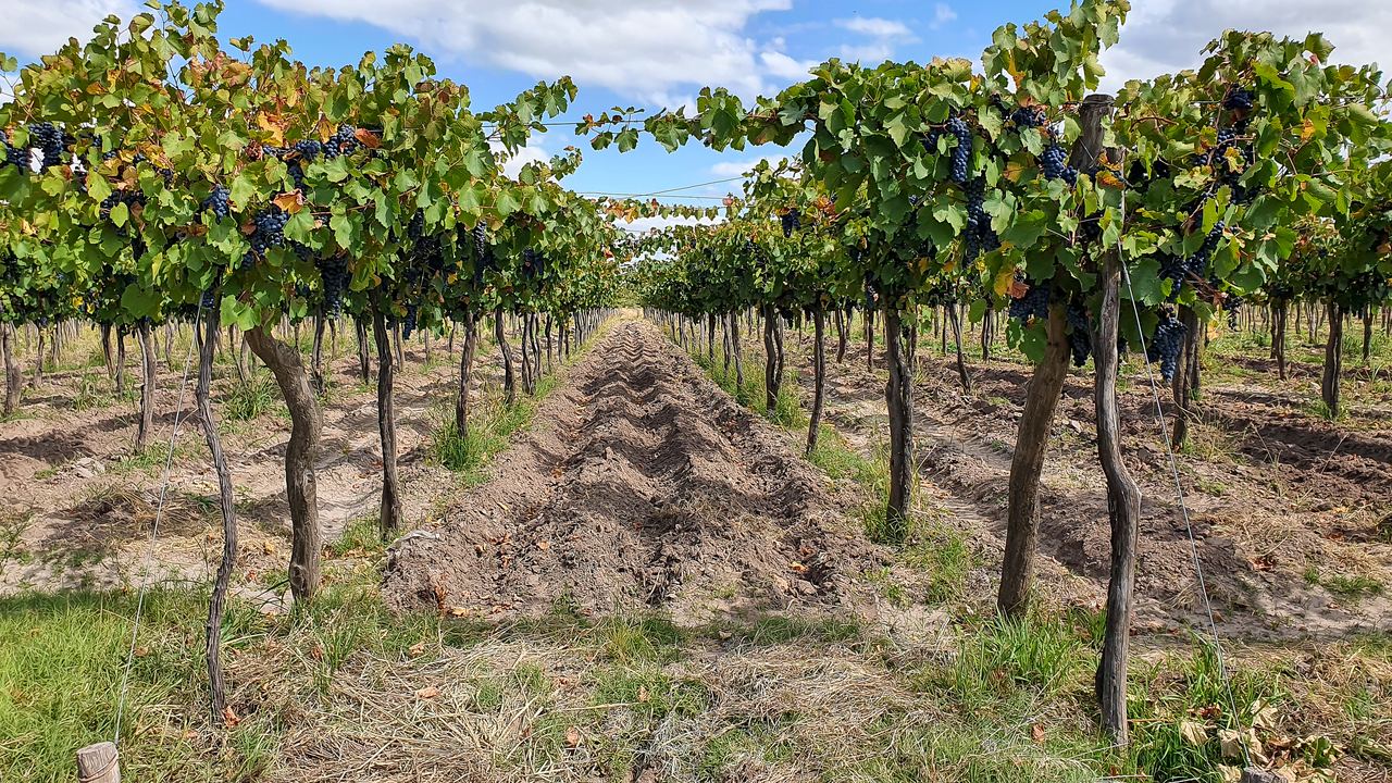 Rows of vines with ripe dark grapes in a Mendoza vineyard under a blue sky