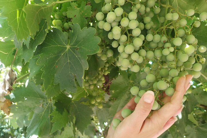 Maipú Afternoon Excursion: Three Wineries and an Olive Mill with Tastings (9/12)