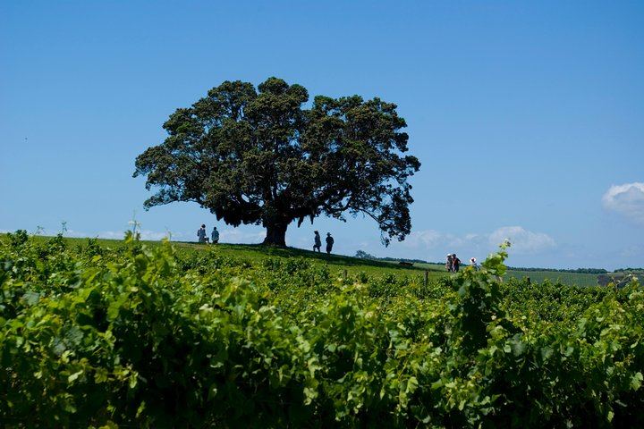 Waiheke Island Premium Wine Tour from Auckland: Max 11 Guests, 3 Boutique Vineyards (8/10)