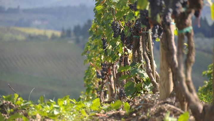 Small-Group Chianti Half-Day: Two Family Wineries, 8 Wines and Home-Cooked Lunch, Max 8 (3/12)