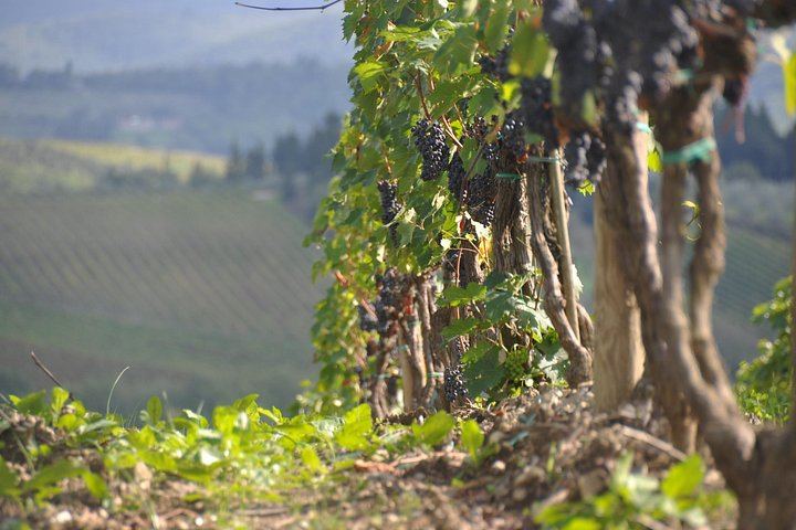 Small-Group Chianti Half-Day: Two Family Wineries, 8 Wines and Home-Cooked Lunch, Max 8 (3/12)