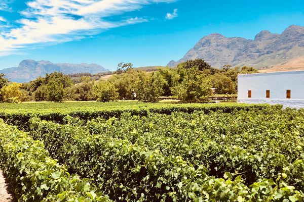 Franschhoek Wine Tram & Bike Tours