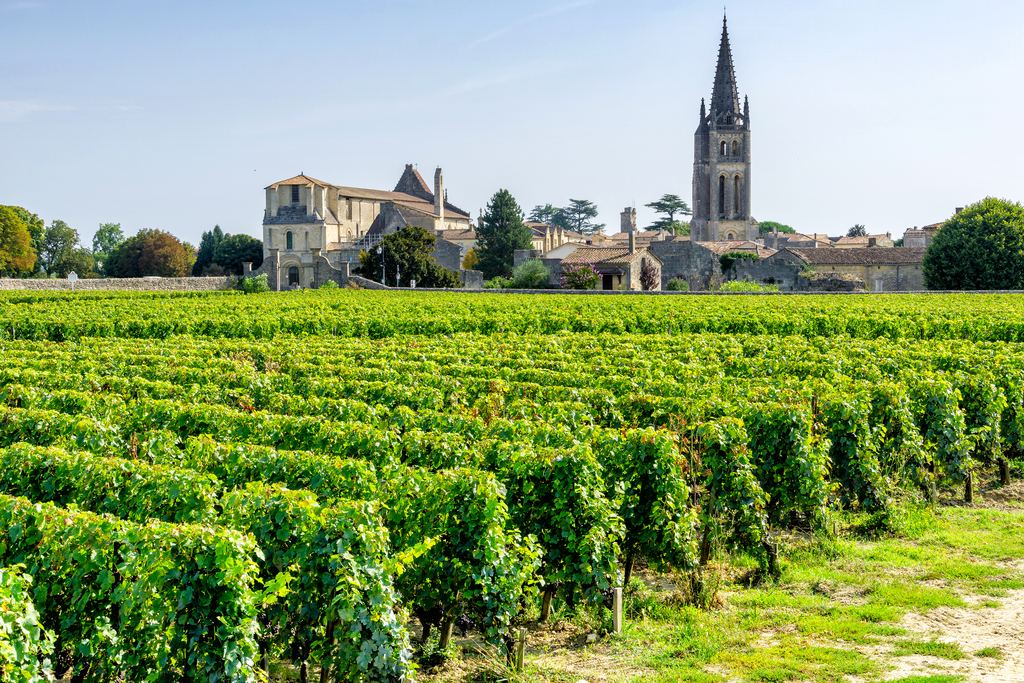 Rows of vines in front of the bell tower and old houses of Saint-Émilion