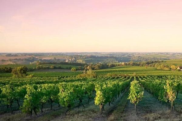 Half-Day Côte de Nuits Wine Tour from Dijon: Two Pinot Noir Tastings on Grands Crus Route