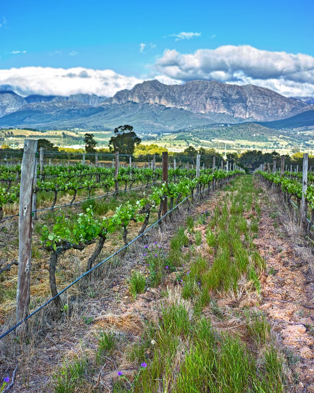 Vine rows in leaf with purple flowers below a mountain range in the Cape Winelands