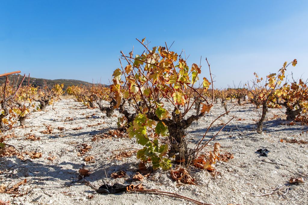 Gnarled bush vines with yellowing leaves on pale, stony, dry soil under a clear blue sky in an arid vineyard