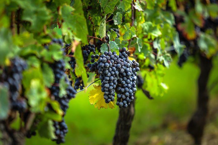 Half-Day Saint-Émilion from Bordeaux: Grand Cru or Pomerol Tasting, Medieval Village Walk (6/11)