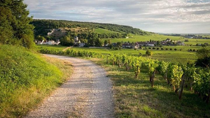 Half-Day Côte de Nuits Wine Tour from Dijon: Two Pinot Noir Tastings on Grands Crus Route (4/6)