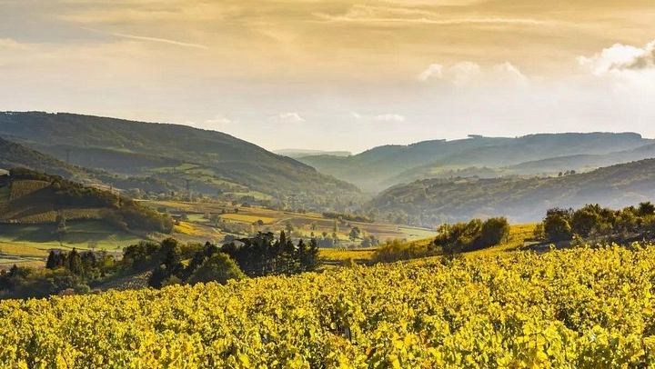 Half-Day Côte de Nuits Wine Tour from Dijon: Two Pinot Noir Tastings on Grands Crus Route (2/6)