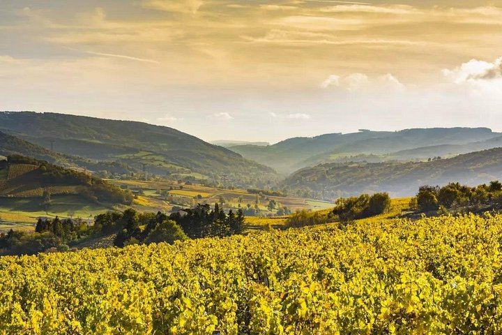 Half-Day Côte de Nuits Wine Tour from Dijon: Two Pinot Noir Tastings on Grands Crus Route (2/6)