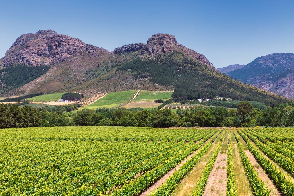 Bright green vineyard rows in front of rocky mountains in the Franschhoek valley, Western Cape, South Africa