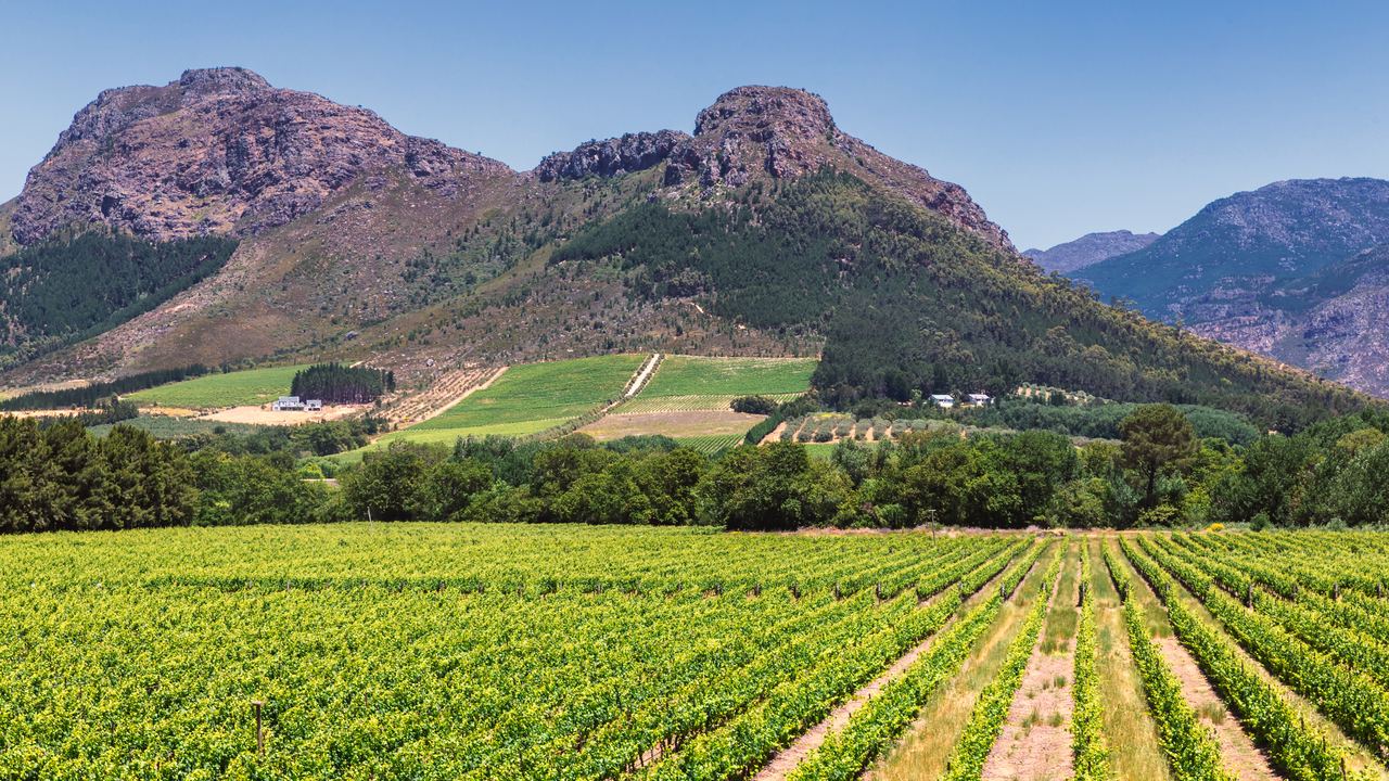Bright green vineyard rows in front of rocky mountains in the Franschhoek valley, Western Cape, South Africa