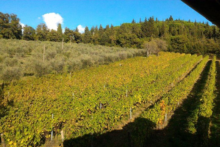 Organic and Biodynamic Chianti Small Family Wineries: Greve, Montefioralle and Two Estates (5/11)