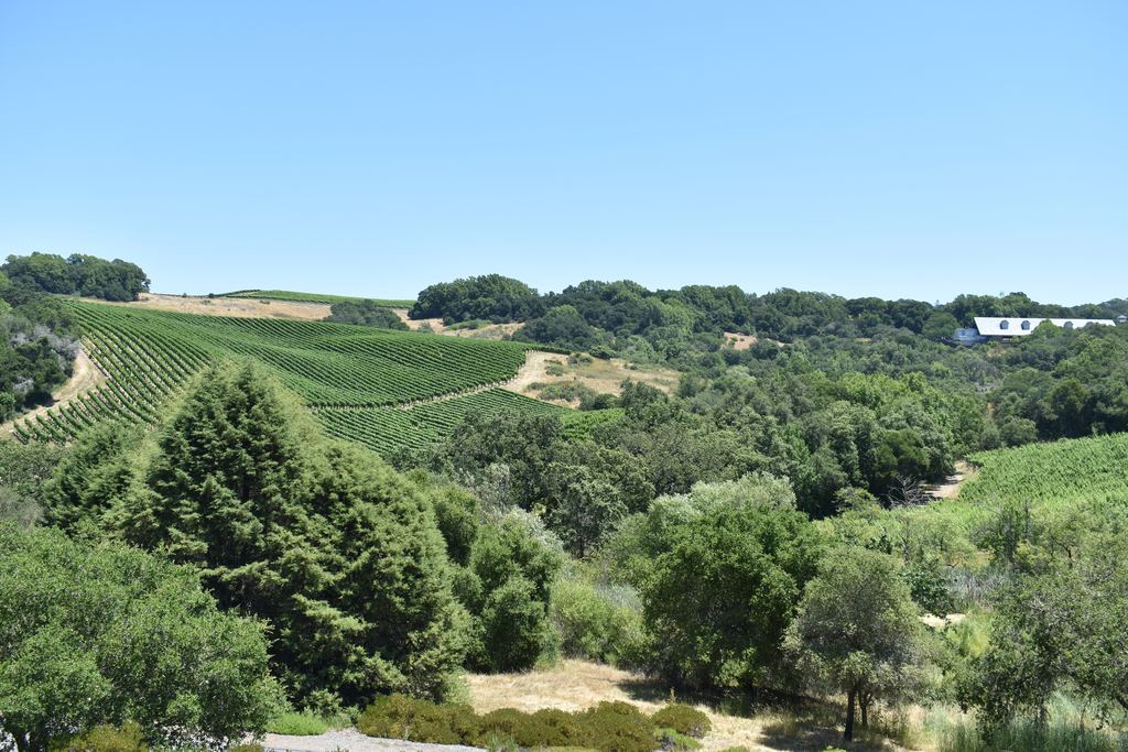 Vineyard hillside with estate buildings in Windsor, Sonoma County, California