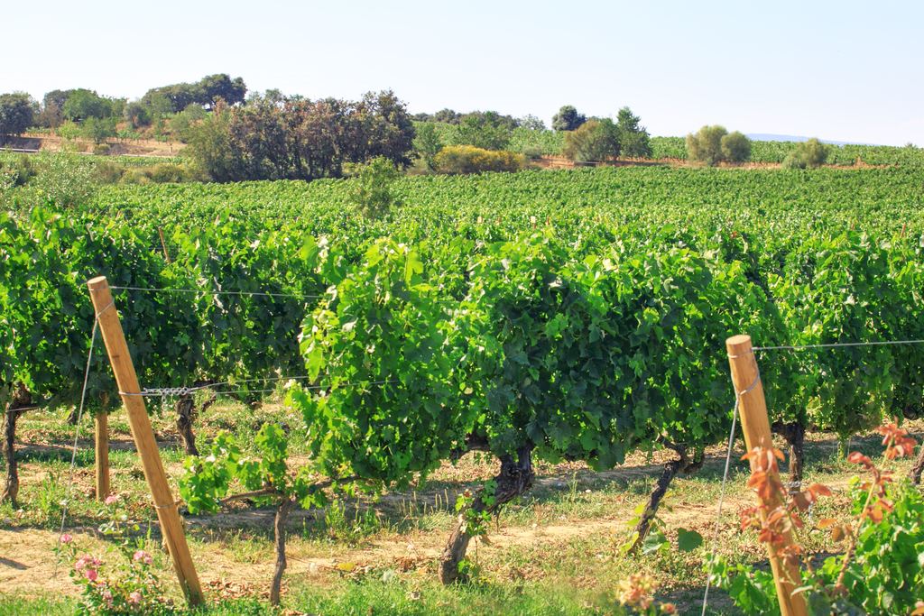 Green vines on a summer vineyard in Catalonia, Spain