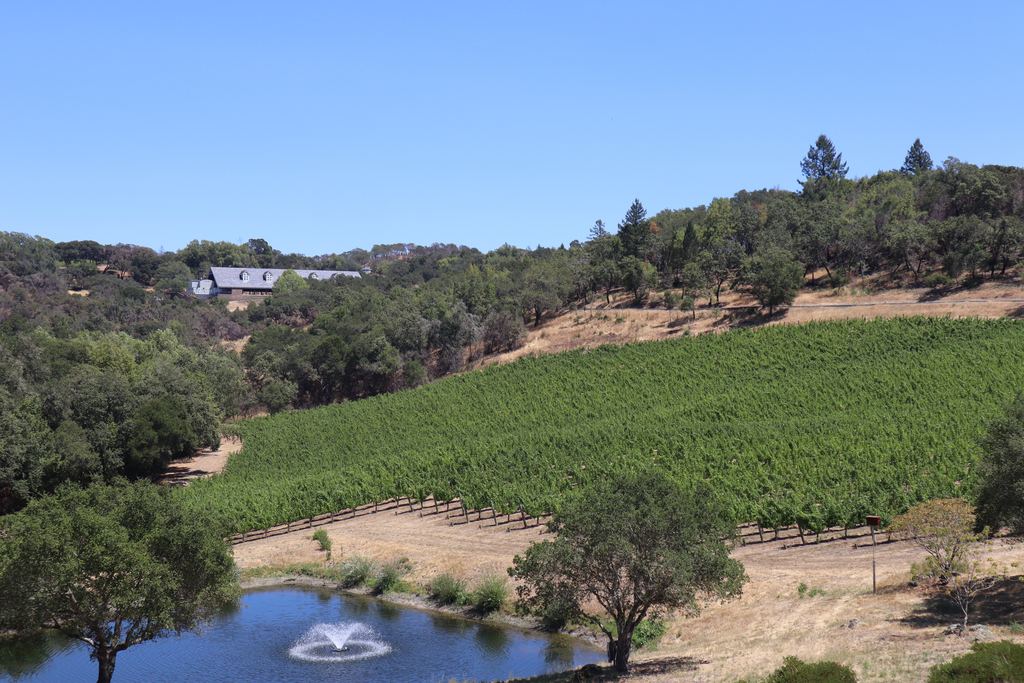 Green vineyard hillside with a small pond and oak trees at a winery in Windsor, Sonoma County