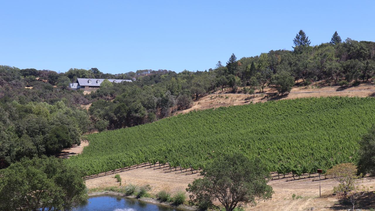Green vineyard hillside with a small pond and oak trees at a winery in Windsor, Sonoma County, California