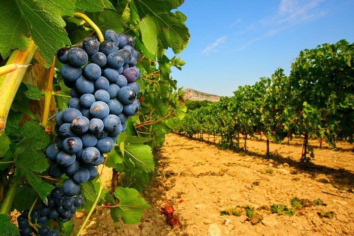 Wine Day from Avignon: Three Tastings in Châteauneuf, Gigondas or Séguret, Lunch Included (5/7)