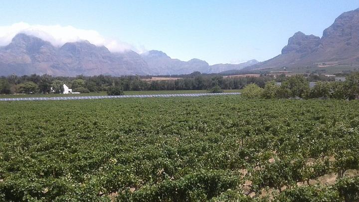 Private Wine Tour from Cape Town for 2 to 7 Guests: Stellenbosch, Franschhoek, Paarl (2/12)
