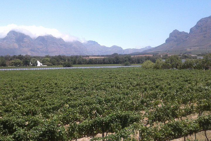 Private Wine Tour from Cape Town for 2 to 7 Guests: Stellenbosch, Franschhoek, Paarl (2/12)