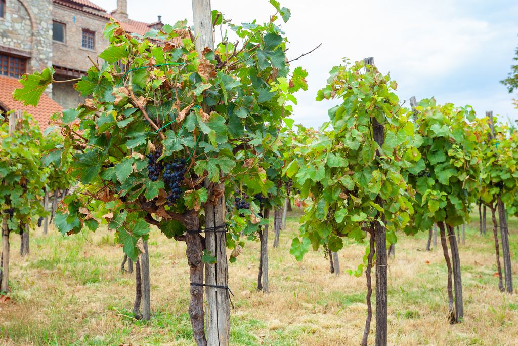Vines with ripening dark grapes in a Kakheti vineyard in Georgia, with a stone house behind