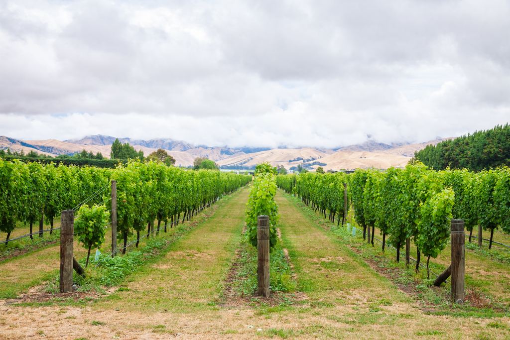 Long rows of green vines leading toward dry tawny hills in the Marlborough wine region, South Island, New Zealand