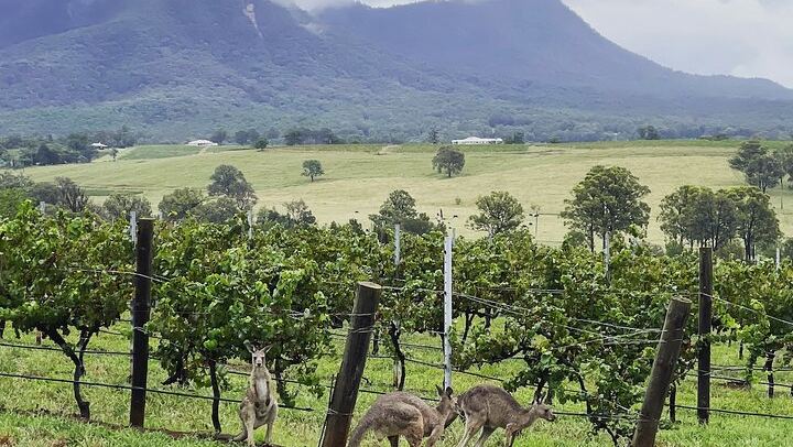 Bespoke Private Hunter Valley Day from Sydney: Your Wineries, Grapes and Lunch Venue (2/12)