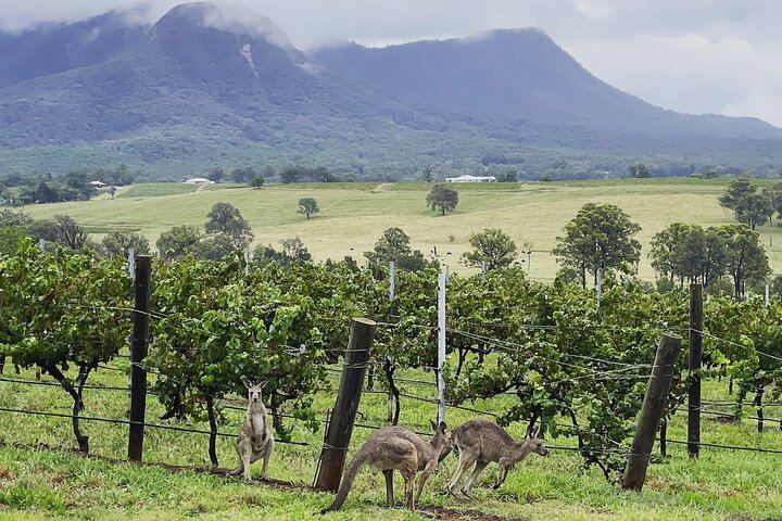 Bespoke Private Hunter Valley Day from Sydney: Your Wineries, Grapes and Lunch Venue (2/12)