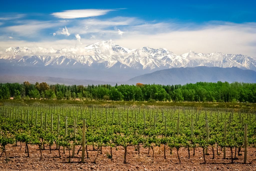 Young vines on a trellis near Mendoza, Argentina, with the snow-capped Andes rising behind a line of poplars