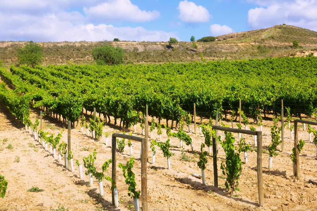 Young vines trained on wires in a La Rioja vineyard, Spain