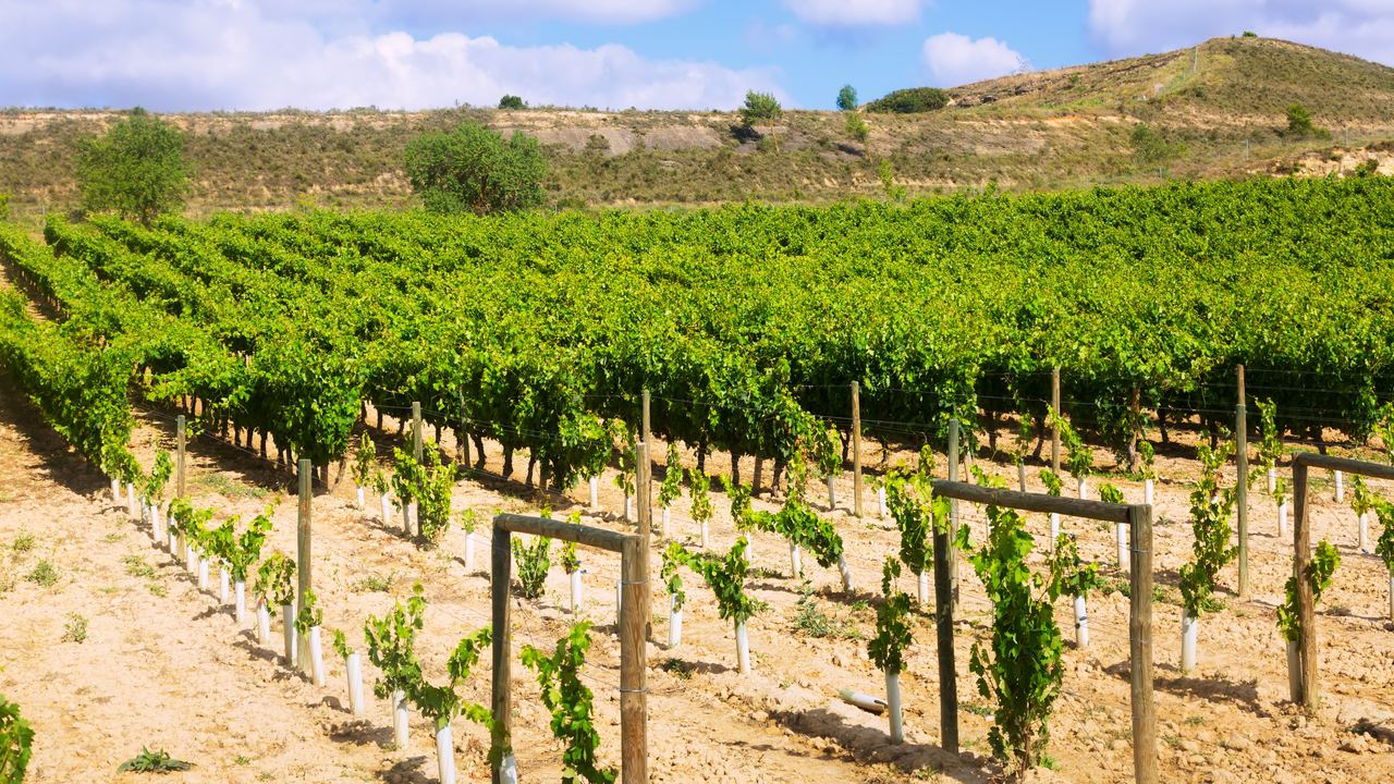 Young vines trained on wires in a La Rioja vineyard, Spain