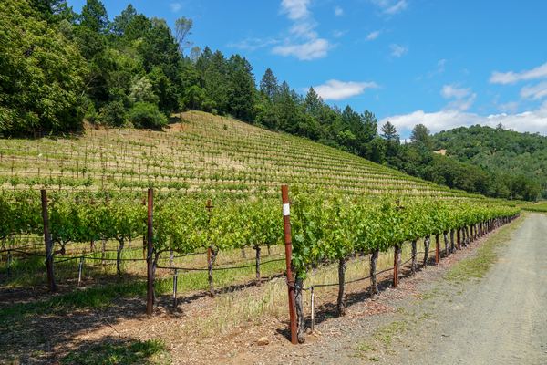 Private Napa Wine Tours with a Driver