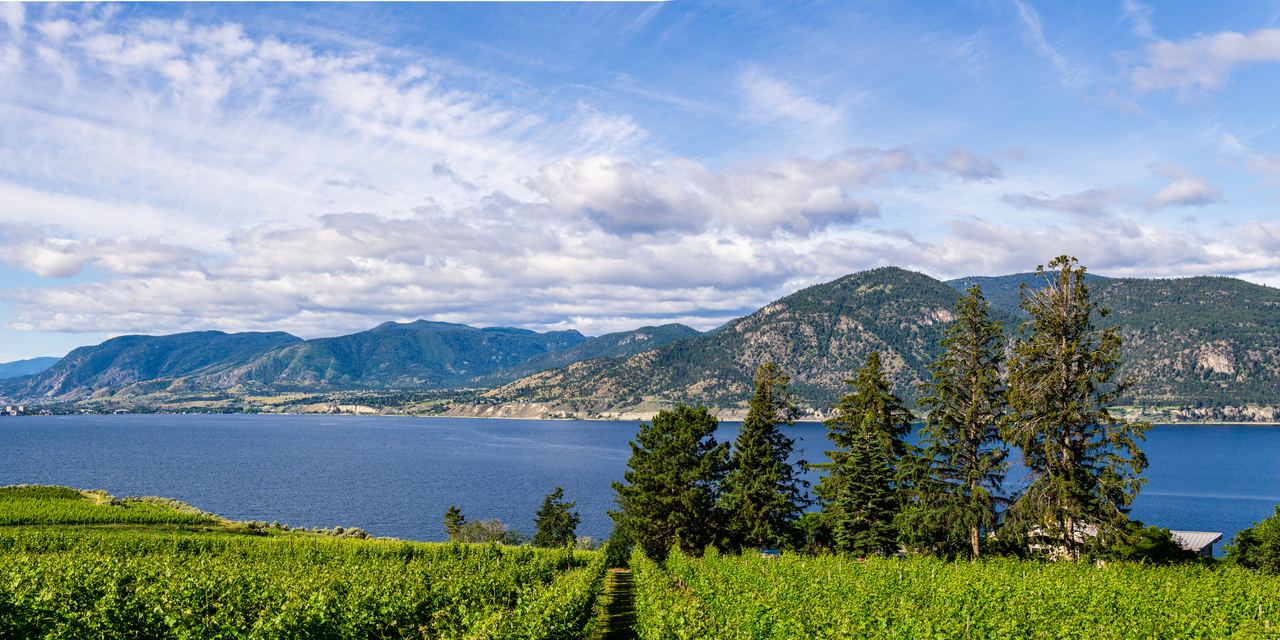 Green vineyard rows and tall conifers overlooking Okanagan Lake and forested mountains in British Columbia, Canada