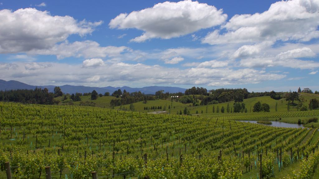 Vineyard rows under a cloudy sky with hills behind, New Zealand