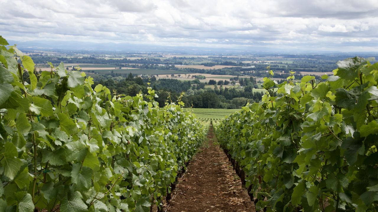 Vineyard rows running toward a wide valley in the Willamette Valley, Oregon