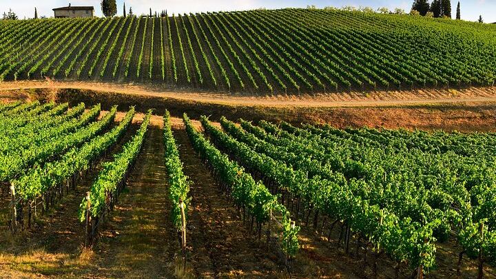 Quiet Private Chianti Classico Tasting at Two Family Wineries with a Local-Born Guide (1/12)