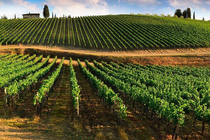 Quiet Private Chianti Classico Tasting at Two Family Wineries with a Local-Born Guide (1/12)