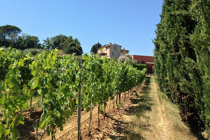 Family Vineyard Visit near San Gimignano with Appetizers and Four Wines (5/5)