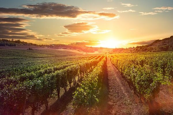 Sunset Sip Wine Tour by VIVID Tours: 3 Wineries and Winery Restaurant Dinner Reservation