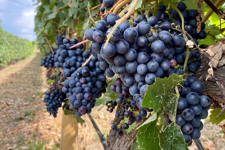 West Kelowna Half-Day Guided Wine Tour: Volcanic Hills, Frind, Mt. Boucherie, Black Swift (1/5)