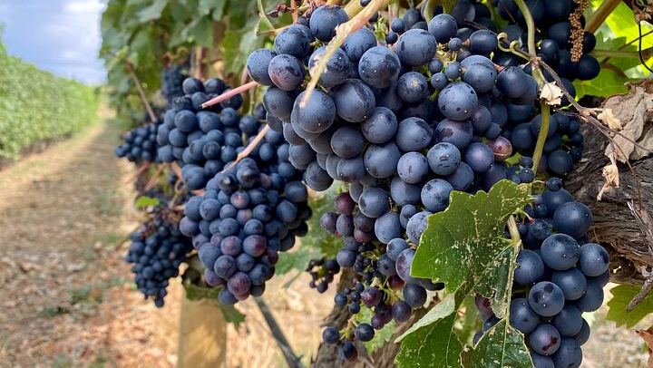 West Kelowna Half-Day Guided Wine Tour: Volcanic Hills, Frind, Mt. Boucherie, Black Swift (1/5)