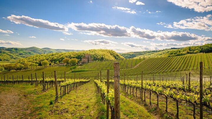 Quiet Private Chianti Classico Tasting at Two Family Wineries with a Local-Born Guide (4/12)