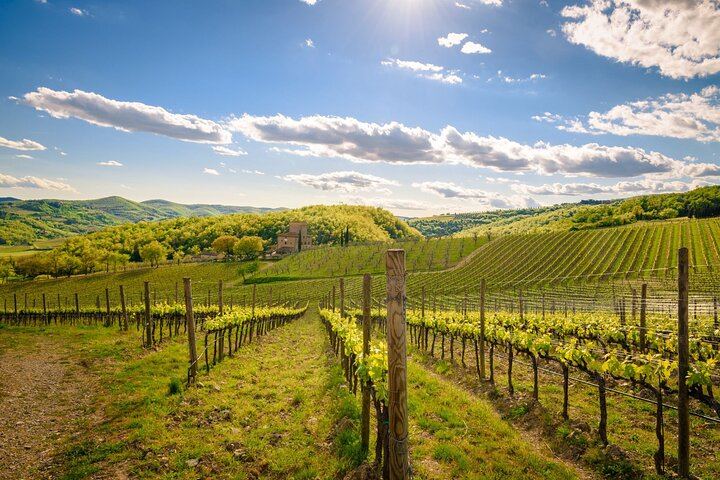 Quiet Private Chianti Classico Tasting at Two Family Wineries with a Local-Born Guide (4/12)
