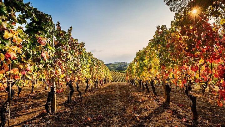 Cantina Moscone in La Morra: Winery Tour and "Il Dosman" Tasting of Three Wines (2/12)