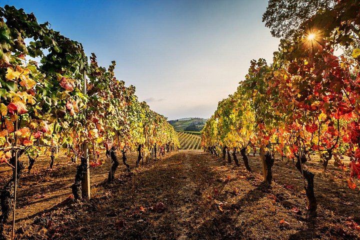 Cantina Moscone in La Morra: Winery Tour and "Il Dosman" Tasting of Three Wines (2/12)