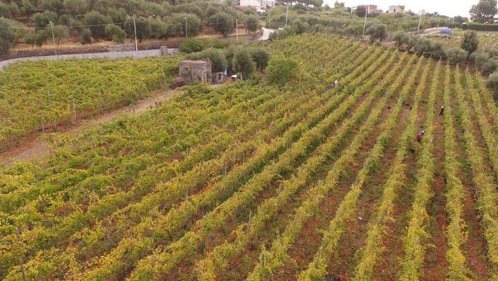 Vesuvius DOP Wine Tasting at a Caprettone Vineyard in Ercolano with 1700s Lava Cave Visit (1/6)