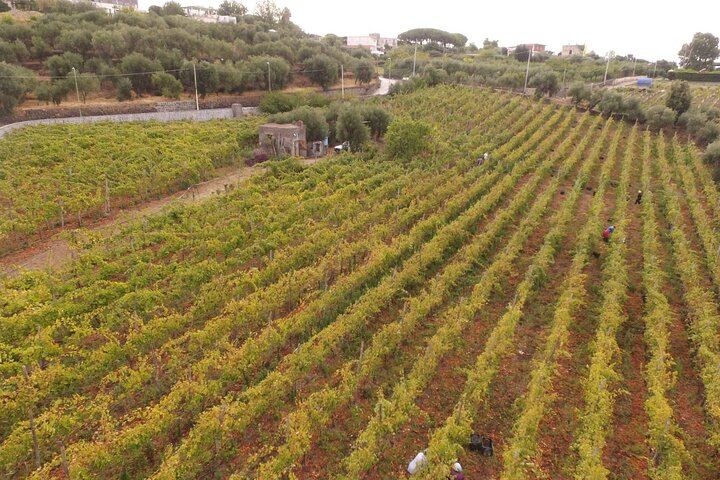 Vesuvius DOP Wine Tasting at a Caprettone Vineyard in Ercolano with 1700s Lava Cave Visit (1/6)