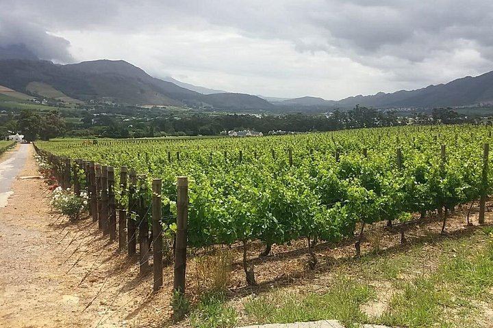 Private Full-Day Wine Tasting from Cape Town: Stellenbosch, Franschhoek, Paarl (9/12)